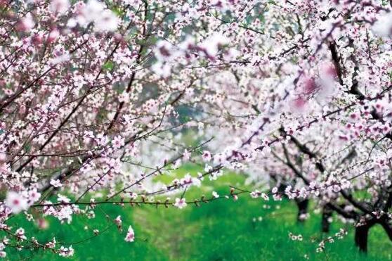无锡市阳山镇桃花节
